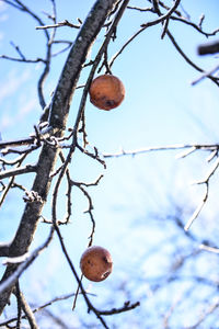 Low angle view of bare tree against sky