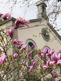 Low angle view of pink flowering plant against building