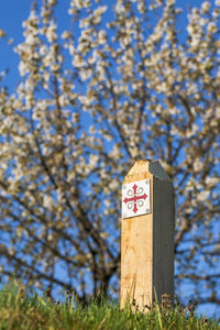 Pilgrim way with a blossom cherry tree