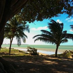 Palm trees at beach against sky