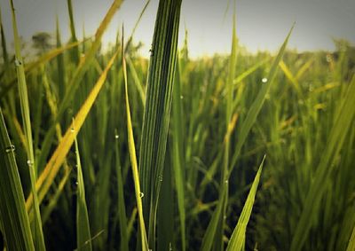 Close-up of wheat field