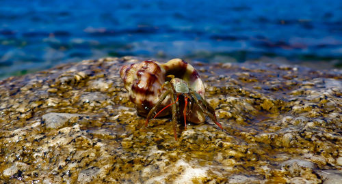 Close-up of insect in shell at beach