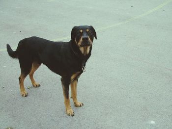 Portrait of dog standing outdoors