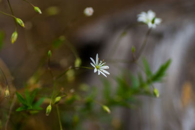 Close-up of plant