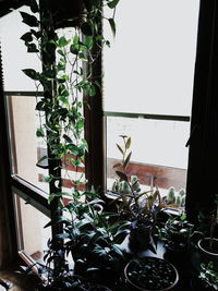 Potted plant on window sill