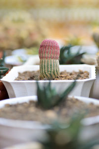 Close-up of succulent plant in yard