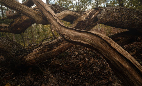 Fallen tree in forest