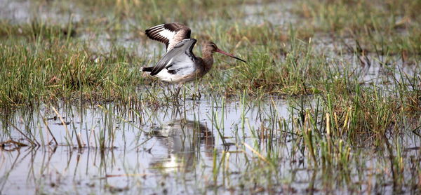 Bird flying over lake