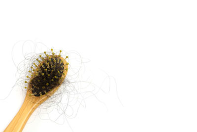 Close-up of yellow flowers against white background