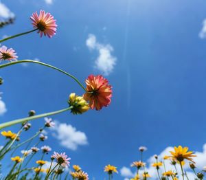 Low angle view of pink flowering plant against blue sky