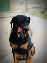 Portrait of black dog