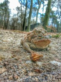 View of an animal on tree stump