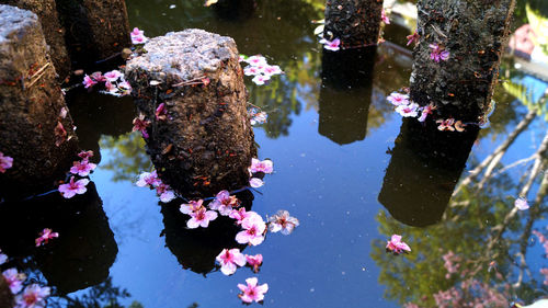 High angle view of pink flowers floating by wooden posts in pond