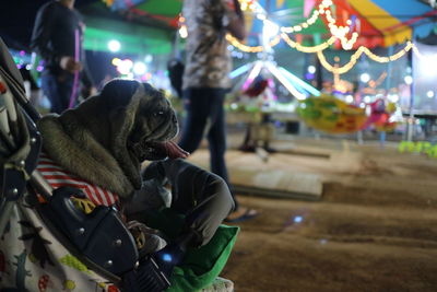 Dog looking at illuminated camera at night