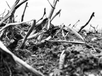 Close-up of dry twigs on field