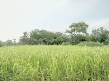 Scenic view of field against clear sky