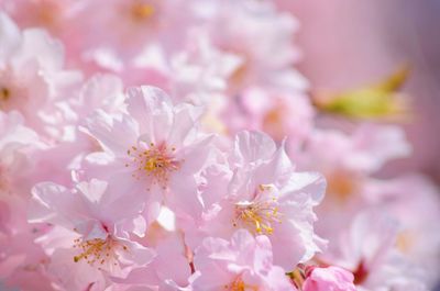 Close-up of pink cherry blossom