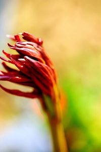 Close-up of red rose flower