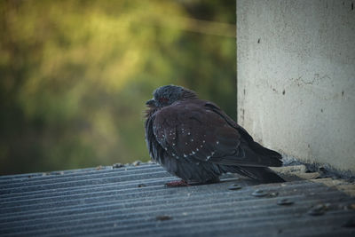 Close-up of pigeon perching on wood