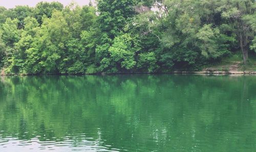 Reflection of trees in lake