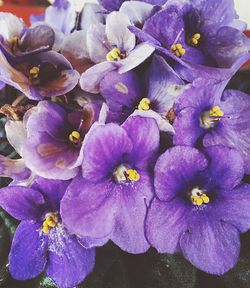 Close-up of purple flowers