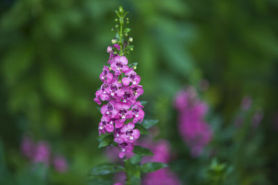 Close-up of pink flowering plant