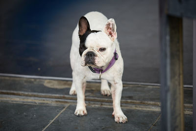 Portrait of a dog standing on footpath