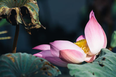 Close-up of pink lotus water lily