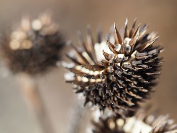 Close-up of flower against blurred background