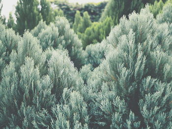 Full frame shot of pine trees in forest