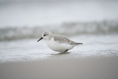 Close-up of seagull on beach