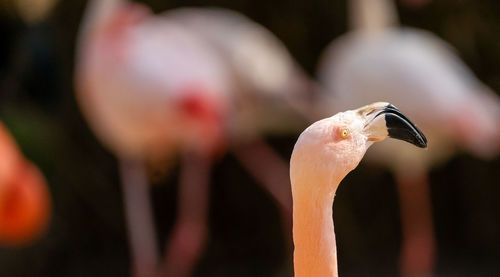 View of the neck and head of a flamingo,
