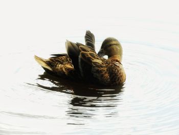 Duck swimming in lake