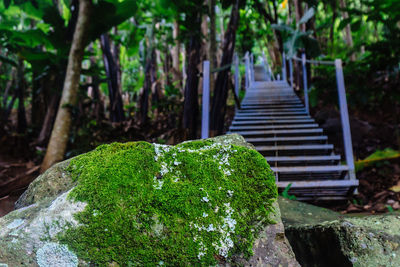 Moss growing on rock in forest