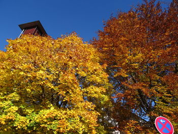 Close-up of flower tree against sky