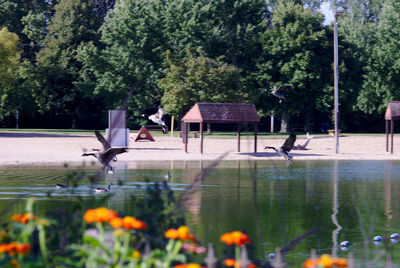 Bird flying over lake