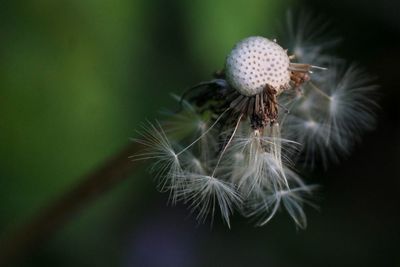 Close-up of dandelion on plant