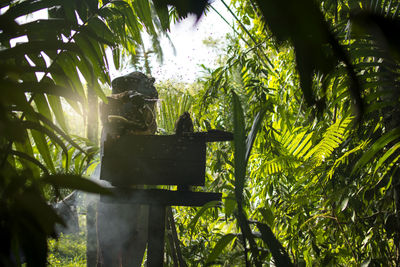 Low angle view of monkey on tree in forest