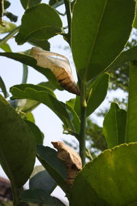 Close-up of fresh green plant on branch