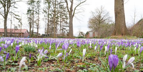 Purple crocus flowers growing on field