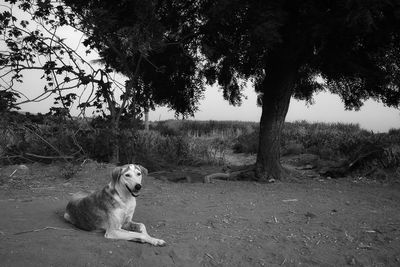 Dog sitting on field