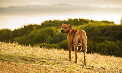 Dog standing on field against sky