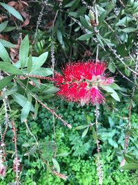 Close-up of flowers blooming outdoors