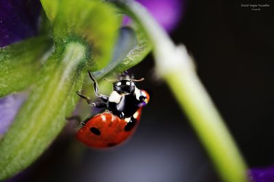 Close-up of ladybug on flower