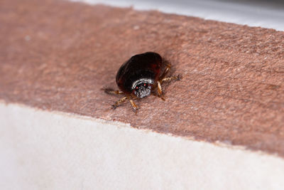 High angle view of bee