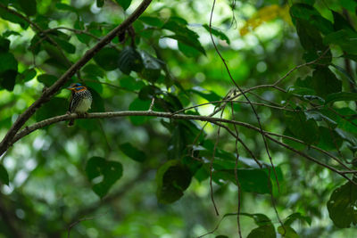 Low angle view of bird perching on tree