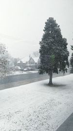 Trees against sky during winter