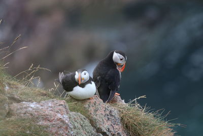 Puffin north east of scotland