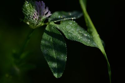 Close-up of flower over black background