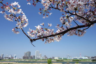 Flowers growing on tree against clear sky in city